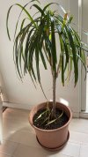 dracena 3.jpg