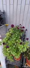 Resizer_16473327543932.jpg