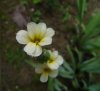 Sisyrinchium striatum.jpg