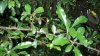 pyracantha.jpg pyracantha.jpg