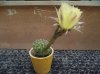 n19echinopsis sofia.jpg