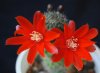 Rebutia fulviseta.jpg