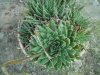 succulenta01.jpg