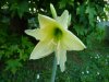 Hippeastrum sonatini helios.jpg