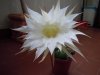 DSCN0804.jpg