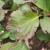 Bergenia 1.jpg
