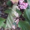 Bergenia 2.jpg