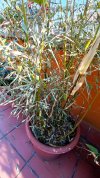 IMG-20220325-WA0003.jpg