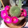 Rebutia-fiori-2022.jpg