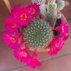 Rebutia-fiori-08042022.jpg