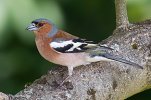 290px-Chaffinch_(Fringilla_coelebs).jpg