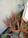 IMG20220418093924_resize_30.jpg