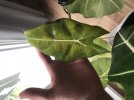 B0699028-EABD-41B5-AA12-C48D31514366.jpeg
