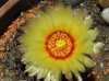 Astrophytum Capricorne-fiore_2_resize.jpg