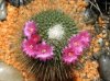 Mammillaria 'Un Pico'_resize.jpg