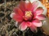 Gymnocalycium baldianum_2_resize.jpg