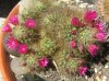 Mammillaria crinita _resize.jpg