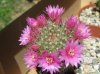 Mammillaria crinita ssp. zeilmanniana-fiore_1_resize.jpg