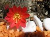 Rebutia_resized.jpg