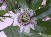 passiflora2.jpg