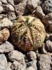 Euphorbia obesa.jpg