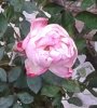 rosa ingrandita 2.jpg