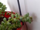 sedum 4.jpg