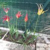 Tulipa-acuminata.jpg