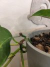pothos1.jpg