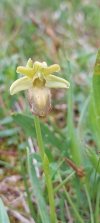 Ophrys sphegodes -ipocromia-.jpg