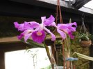 cattleya lawrenceana 2.JPG