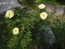 paeonia arborea 2.JPG