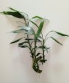 Lucky bamboo 3.jpg