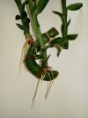 Lucky bamboo 4.jpg