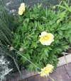 Peonia-GardenTreasure-09052022.jpg