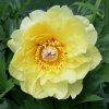 Peonia-GardenTreasure-fiore.jpg