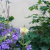 aquilegia bianco- rosa chiaro.jpg