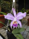 cattleya mossiae.JPG