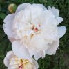Peonia-bianca-fiore.jpg