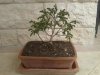 IMG_27-06-2013_Bonsai.jpg