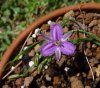 Thysanotus patersonii.jpg