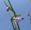 Arthropodium minus.jpg