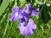 Iris Blu.jpg