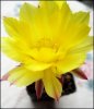 echinopsis aurea.jpg