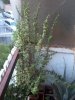 2013-07-05 07.12.26.jpg