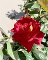 rosa_rosso_giallo_1.jpg