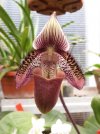 paphiopedilum ciliolare - Copia.JPG