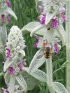 Stachys-in-fiore.jpg