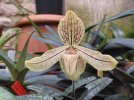 paphiopedilum josianae - Copia.JPG