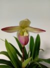 Phragmipedium.jpg